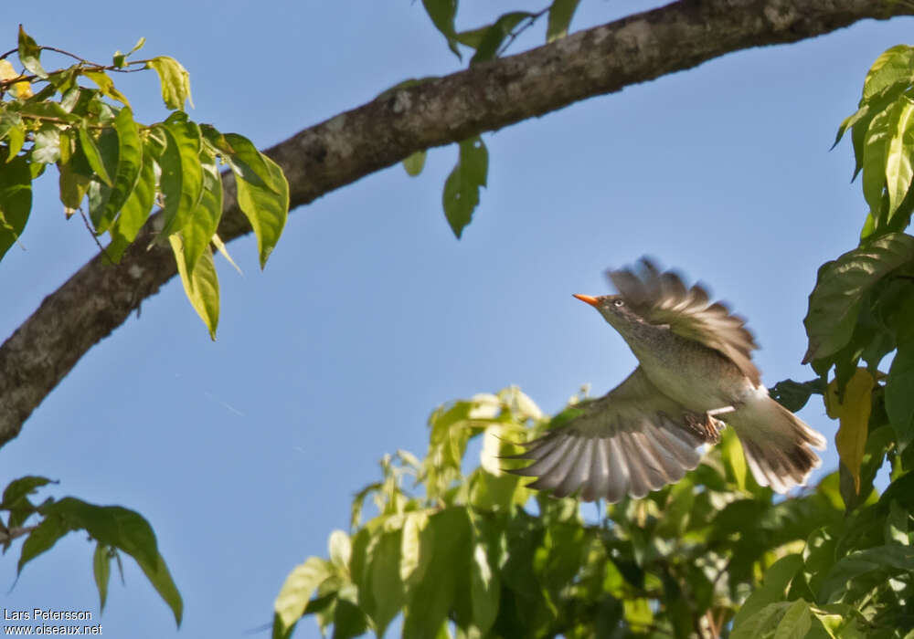 Samoan Trilleradult, Flight