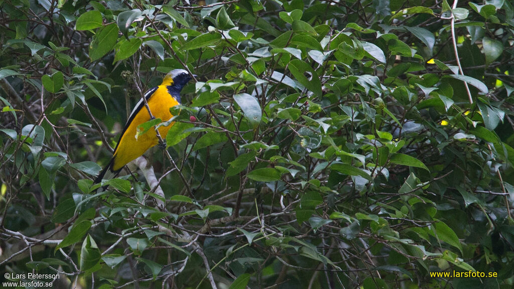 Golden Cuckooshrike