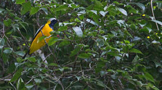 Golden Cuckooshrike