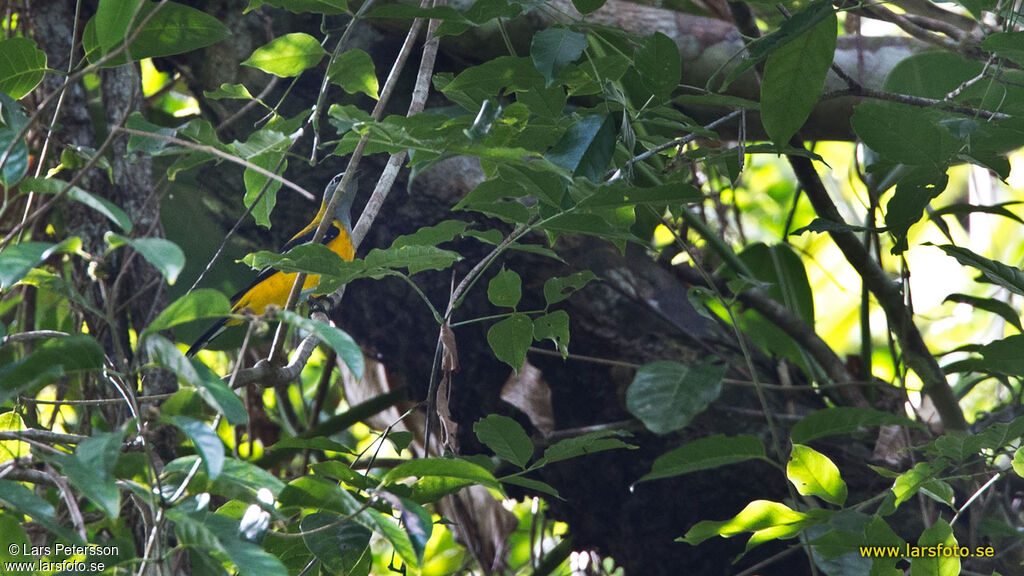 Golden Cuckooshrike