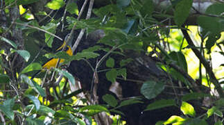 Golden Cuckooshrike