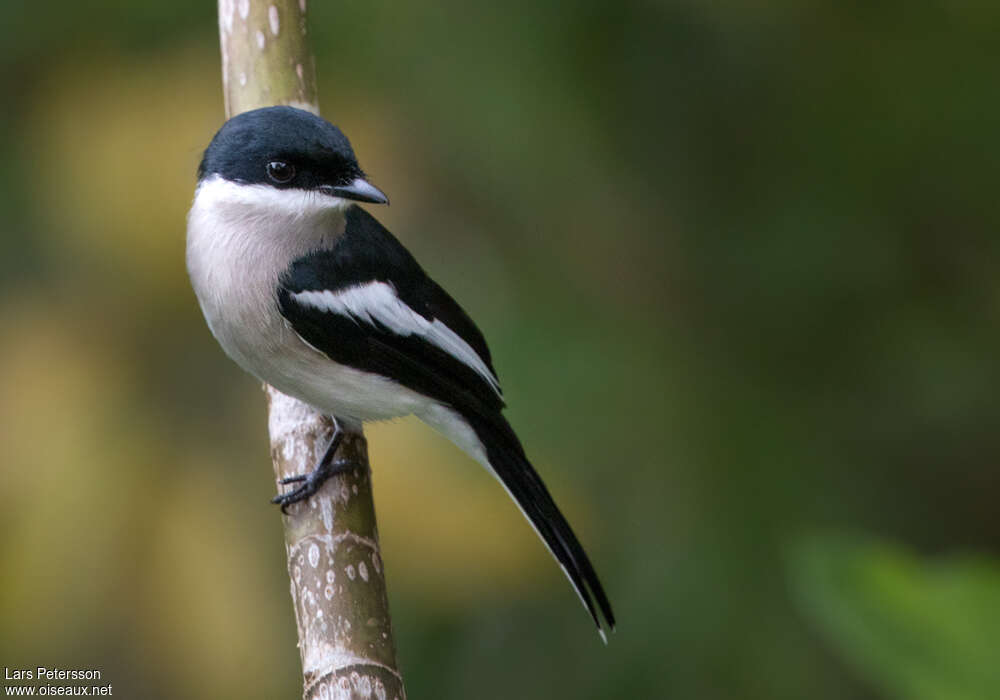 Échenilleur gobemoucheadulte, identification