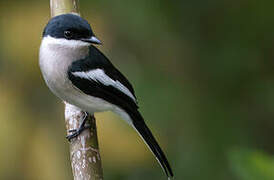 Bar-winged Flycatcher-shrike