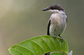 Bar-winged Flycatcher-shrike