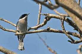 Bar-winged Flycatcher-shrike