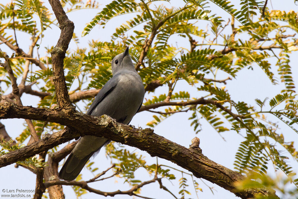 Échenilleur gris