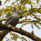 Échenilleur gris