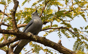 Échenilleur gris