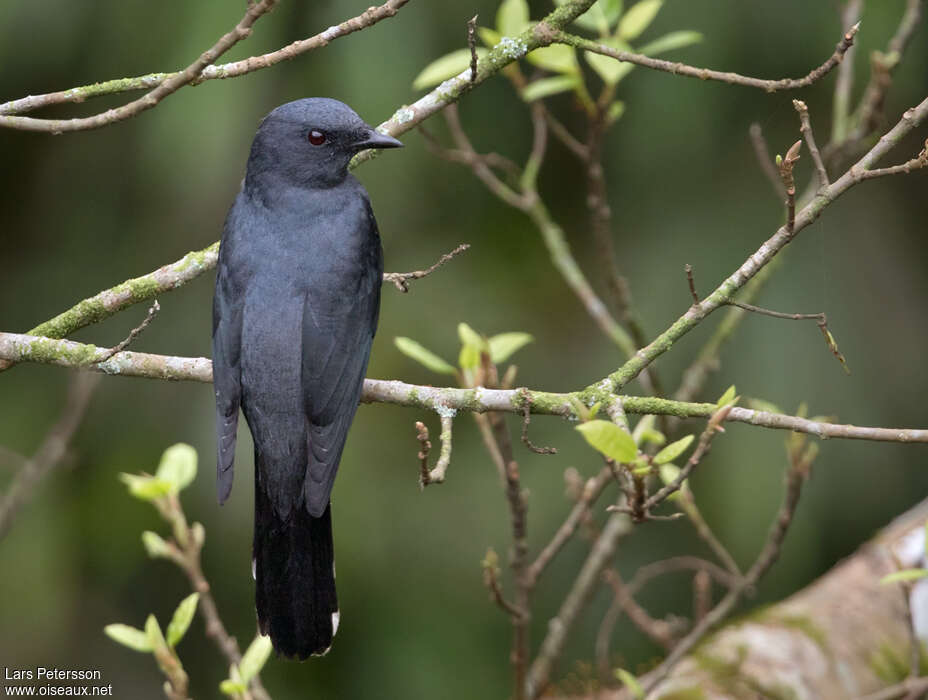 Indochinese Cuckooshrike male adult