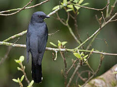 Indochinese Cuckooshrike