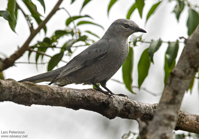 Indochinese Cuckooshrike female adult, identification