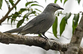 Indochinese Cuckooshrike