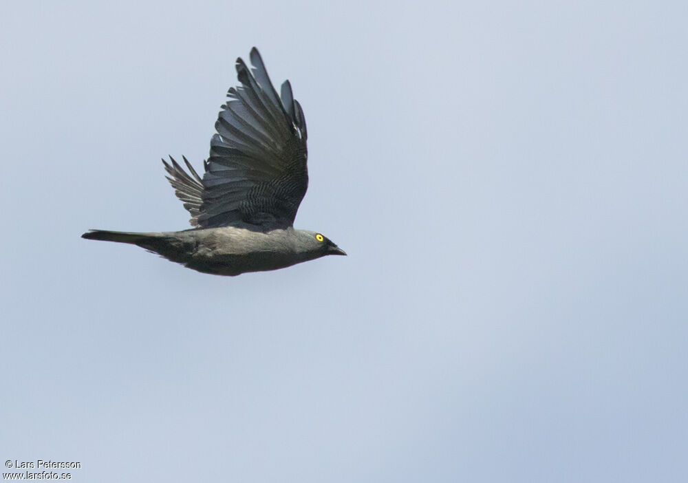 Barred Cuckooshrike