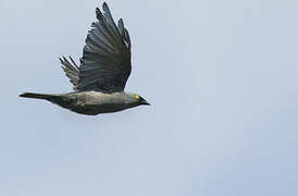 Barred Cuckooshrike