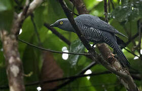 Barred Cuckooshrike