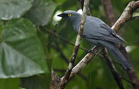 Barred Cuckooshrike