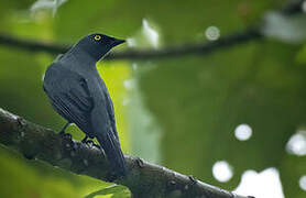 Barred Cuckooshrike