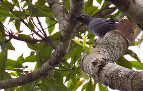 Barred Cuckooshrike