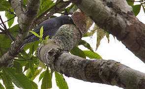 Barred Cuckooshrike