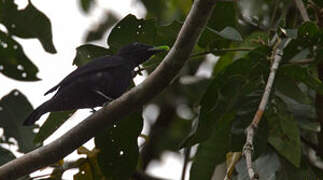 Black Cicadabird