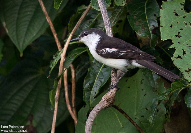 Long-tailed Trilleradult, identification
