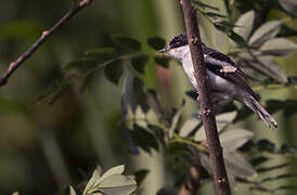 Long-tailed Triller