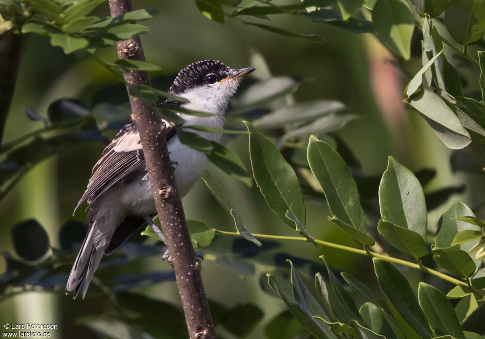 Long-tailed Triller