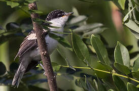 Long-tailed Triller