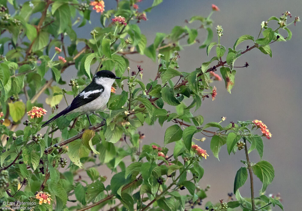 Long-tailed Triller