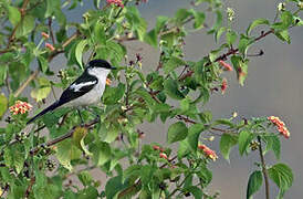 Long-tailed Triller