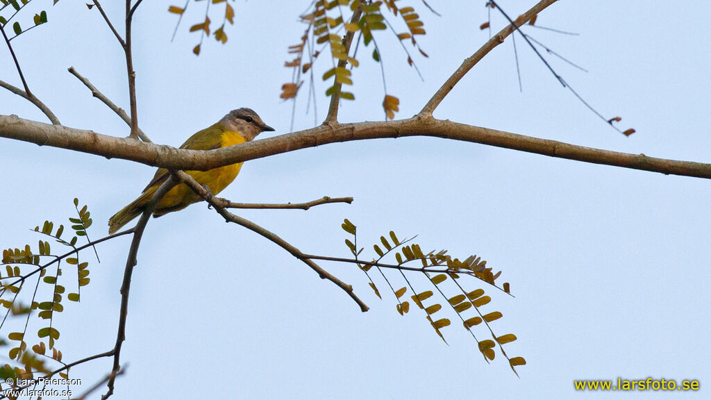 Purple-throated Cuckooshrike