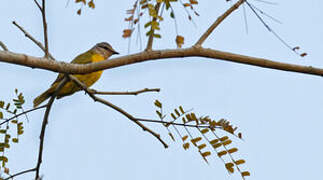 Purple-throated Cuckooshrike