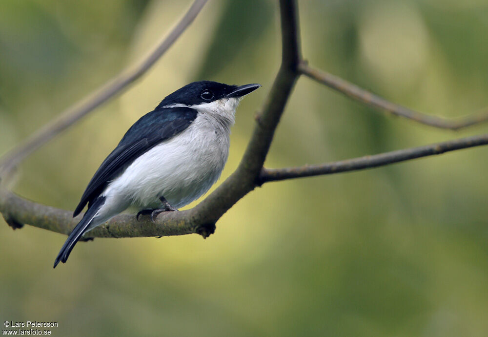 Black-winged Flycatcher-shrike