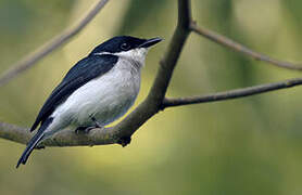 Black-winged Flycatcher-shrike