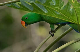 Papuan Eclectus