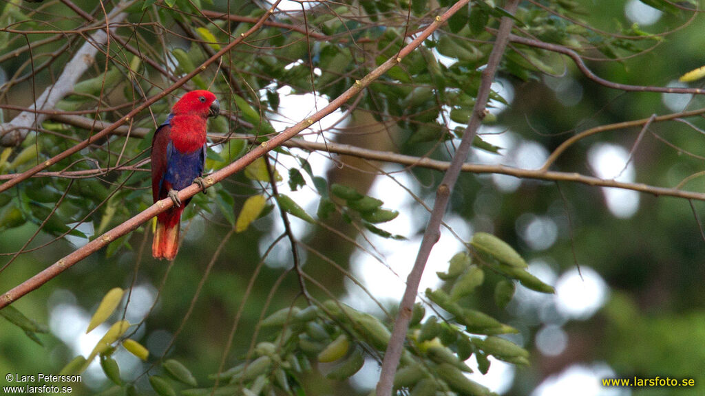 Papuan Eclectus female adult, habitat