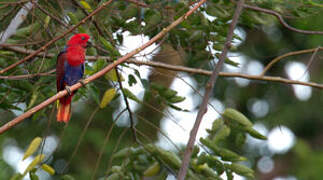 Papuan Eclectus