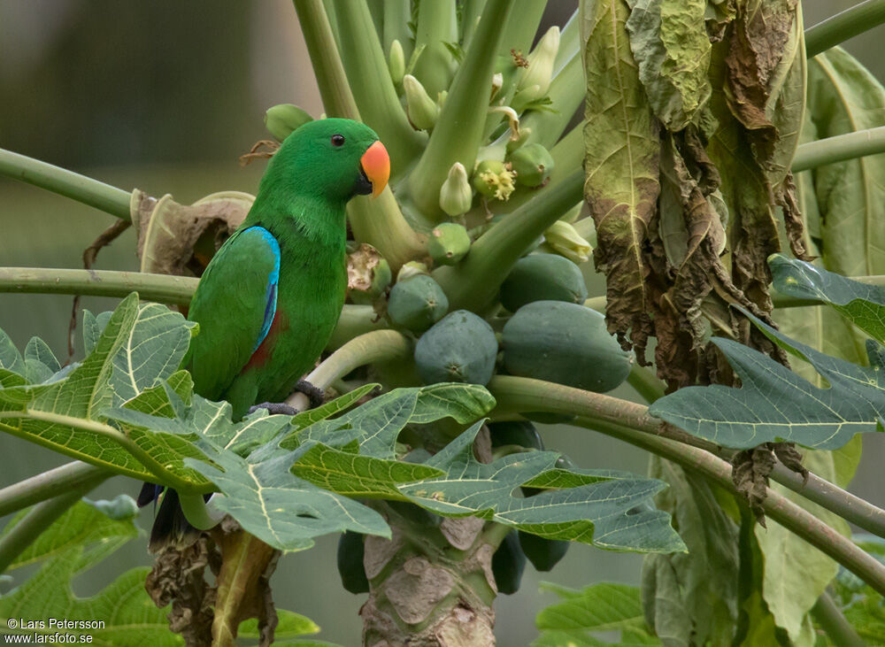 Papuan Eclectus male adult, habitat, pigmentation, feeding habits