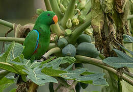 Papuan Eclectus