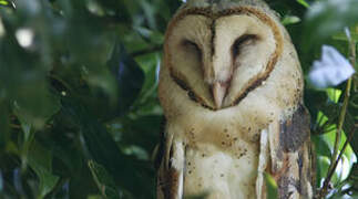 American Barn Owl