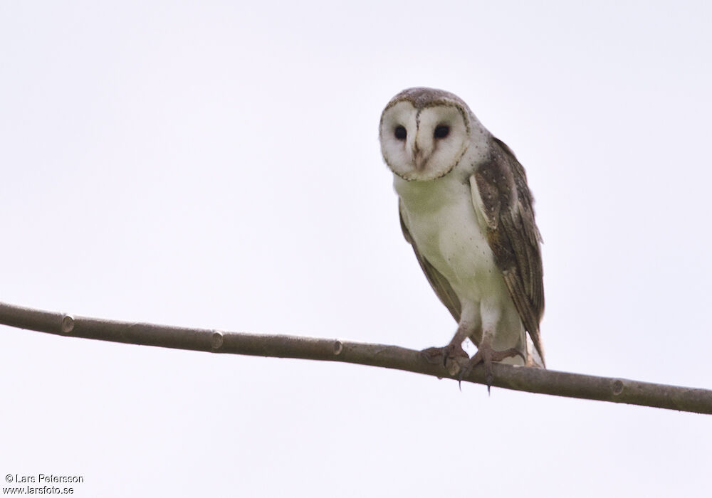 Eastern Barn Owl