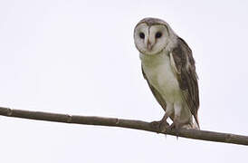 Eastern Barn Owl