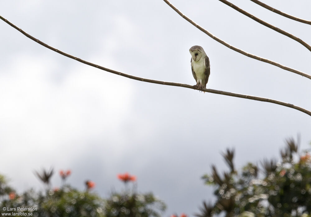 Eastern Barn Owl