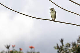 Eastern Barn Owl