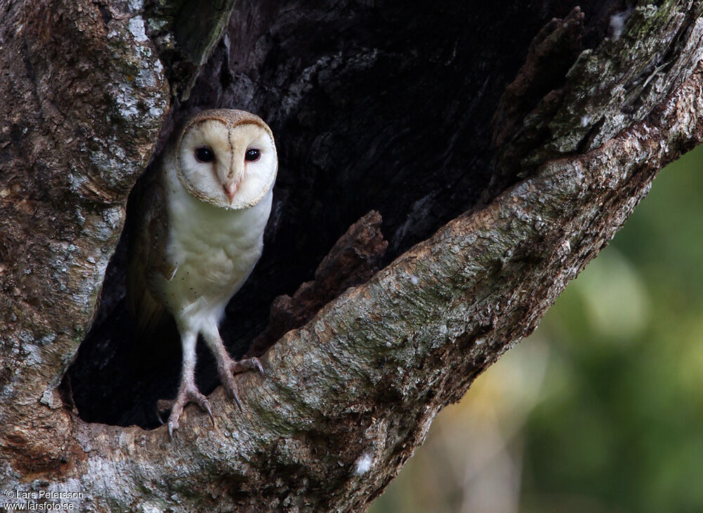 Eastern Grass Owl