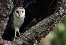 Eastern Grass Owl