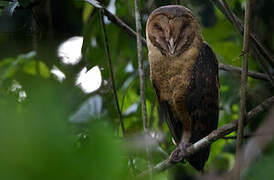 Western Barn Owl