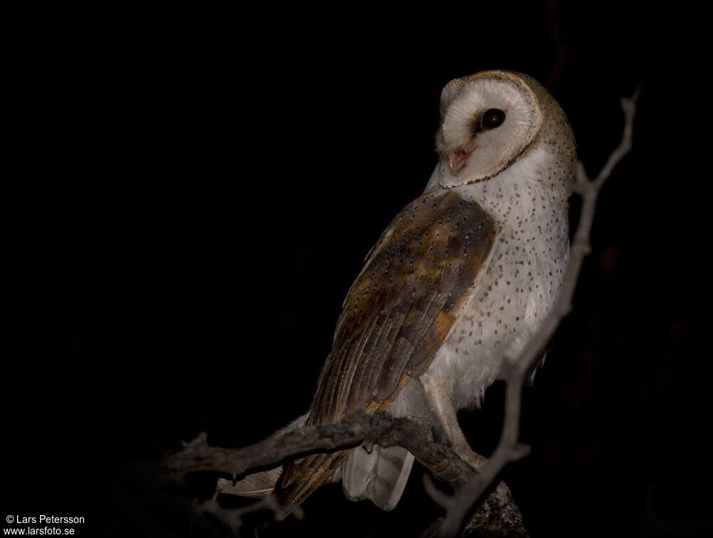 Western Barn Owl