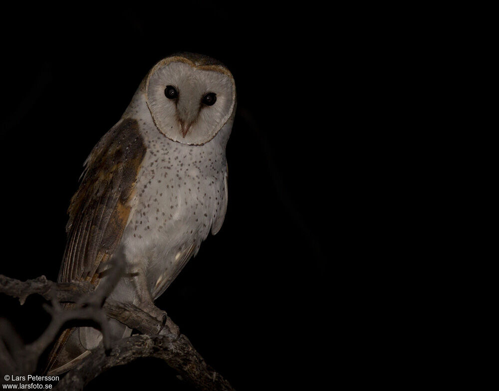 Western Barn Owl