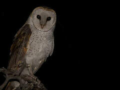 Western Barn Owl